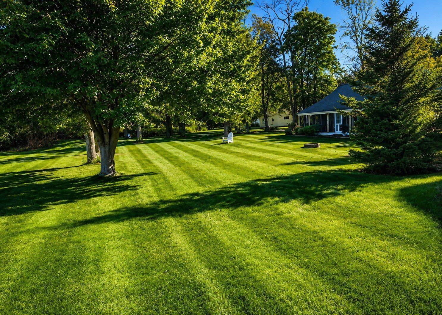 Shrub trimming and small tree management service
